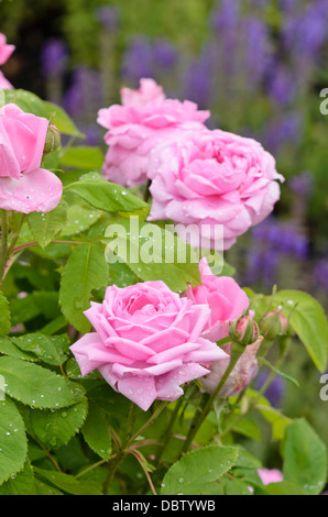 Rose (rosa Comte de Chambord) Stockfoto