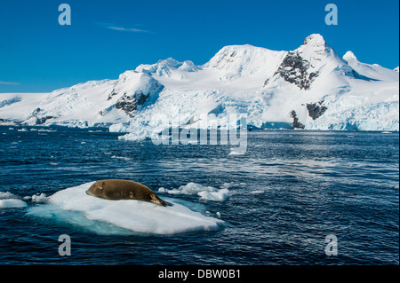 Leopard seal (Hydrurga Leptonyx) liegen auf einem Schelfeis, Cierva Bucht, Antarktis, Polarregionen Stockfoto