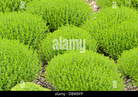 Winter-Bohnenkraut (Satureja Montana Subspecies Illyrica Sy Satureja Subspicata) Stockfoto