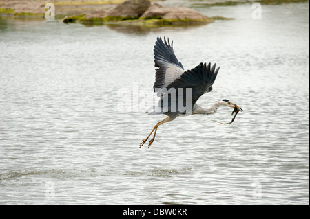 Graureiher Stockfoto