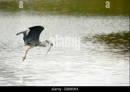 Graureiher Stockfoto