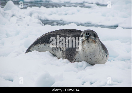 Seeleopard (Hydrurga Leptonyx), Enterprise Island, Antarktis, Polarregionen Stockfoto