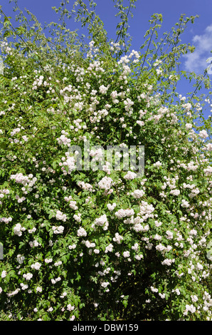 Rambler (rosa Paul's Himalayan Musk) Stockfoto