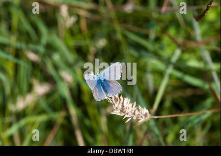 Gemeinsamen blauer Schmetterling Stockfoto