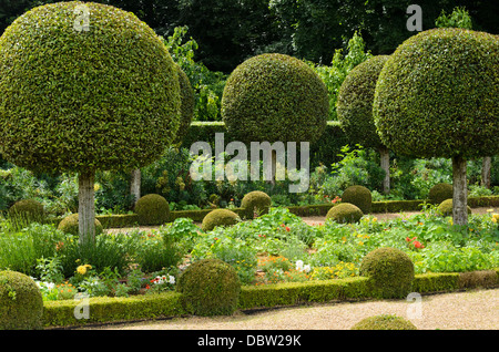 Portugal Laurel (Prunus lusitanica) Stockfoto