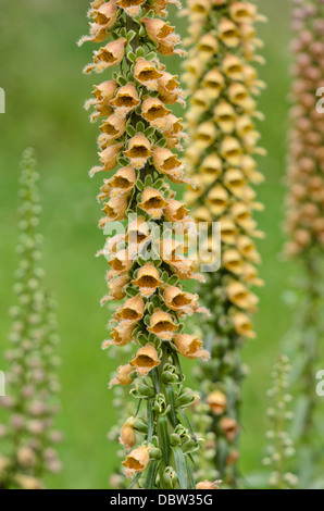 Rusty Fingerhut (Digitalis ferruginea) Stockfoto