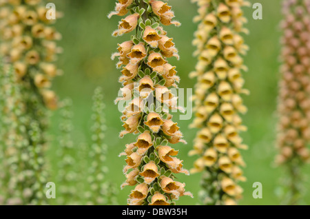 Rusty Fingerhut (Digitalis ferruginea) Stockfoto