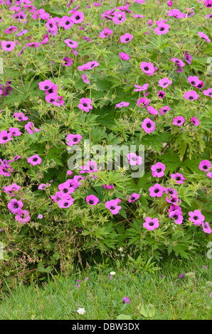 Armenische cranesbill (Geranium psilostemon) Stockfoto