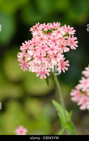 Malteserkreuz (Lupinus chalcedonica 'Elegans' syn. silene chalcedonica 'Elegans') Stockfoto