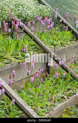Poker Primel (Primula vialii) Stockfoto