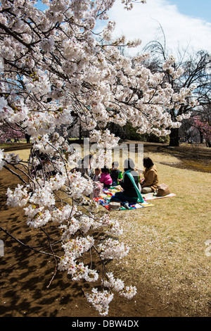 Picknick in der Kirschblüte in Shinjuku-Gyōen Park, Tokio, Japan, Asien Stockfoto