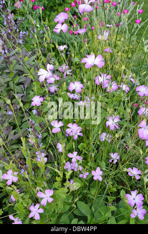 Gemeinsame Mais (Agrostemma githago Runzelbildung) Stockfoto