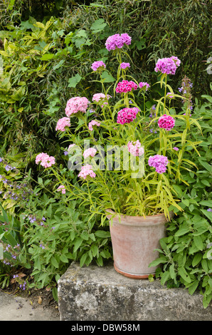 Sweet William (Dianthus Barbatus) Stockfoto