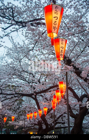 Rote Laternen beleuchtet die Kirschblüte im Ueno-Park, Tokio, Japan, Asien Stockfoto