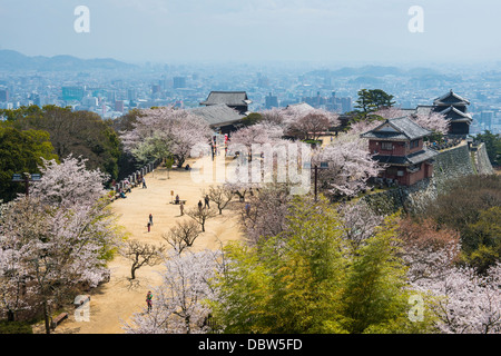 Kirschblüte und die Burg Matsuyama, Shikoku, Japan, Asien Stockfoto