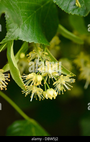 Gemeinsame Linde (Tilia x europaea) Stockfoto