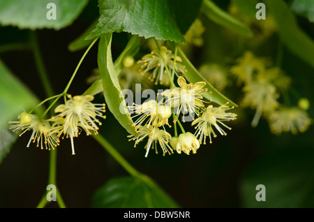 Gemeinsame Linde (Tilia x europaea) Stockfoto