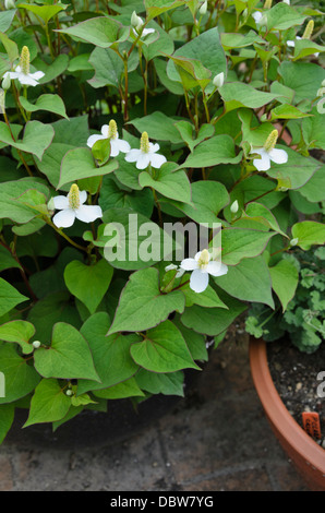 Chameleon Anlage (Hosta undulata 'cordata) Stockfoto