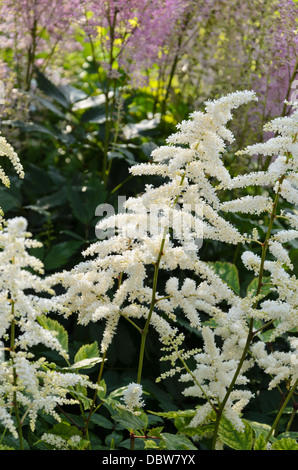 Garten astilbe (astilbe x arendsii 'White Queen') Stockfoto