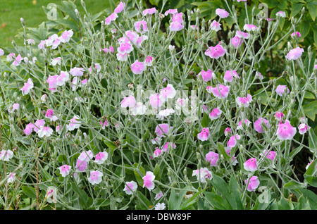 Krone pink (erröten Lupinus coronaria 'Engel' syn. silene coronaria 'Angel's Blush') Stockfoto