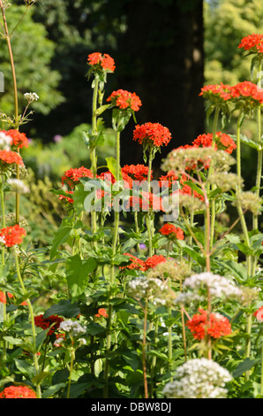 Malteserkreuz (Lupinus chalcedonica Syn. silene chalcedonica) Stockfoto