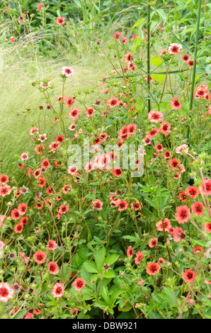 Nepal cinquefoil (potentilla nepalensis 'Miss Willmott') Stockfoto