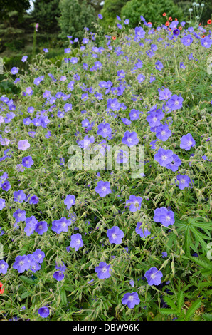 Wiese cranesbill (Geranium pratense) Stockfoto