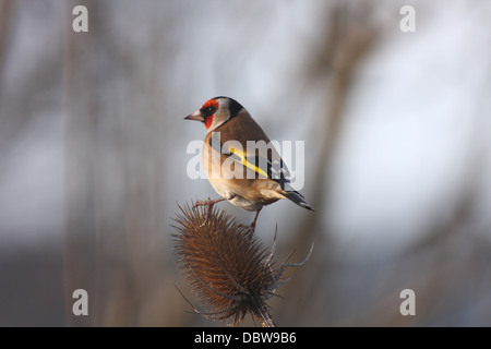 Stieglitz auf Karde Zuchtjahr Zuchtjahr Stockfoto