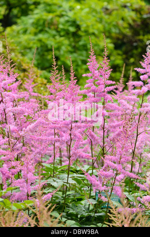 Garten astilbe (astilbe x arendsii 'Amethyst') Stockfoto