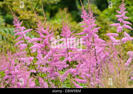 Garten astilbe (astilbe x arendsii 'Amethyst') Stockfoto