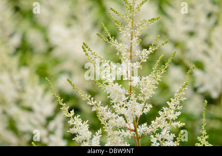 Garten astilbe (astilbe x arendsii 'Diamant') Stockfoto