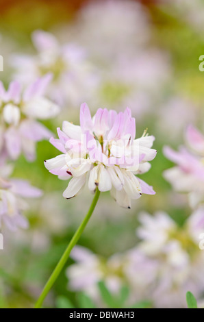 Krone vetch (coronilla Varia syn. securigera Varia) Stockfoto