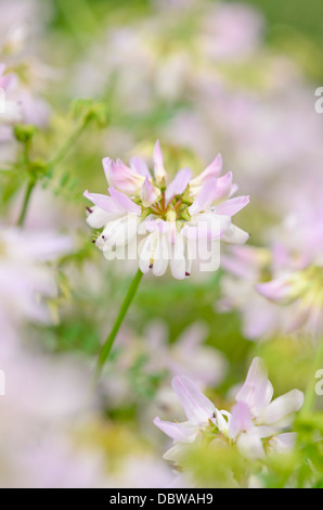 Krone vetch (coronilla Varia syn. securigera Varia) Stockfoto