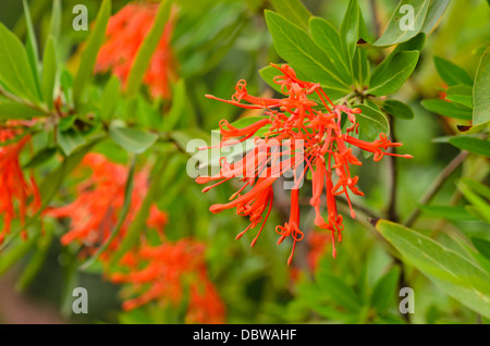 Chilenischen (Embothrium coccineum) firetree Stockfoto