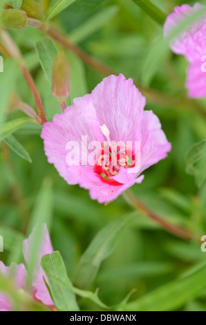 Abschied von Feder (clarkia Amoena) Stockfoto