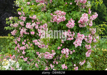 Blush Rambler Rambler (rosa) Stockfoto