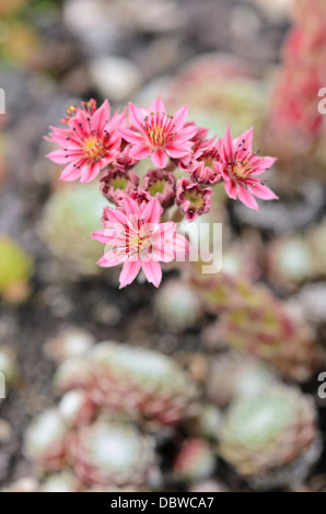 Cobweb hauswurz (Sempervivum arachnoideum) Stockfoto