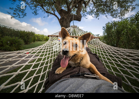 Mensch und Hund entspannen auf der Hängematte Stockfoto