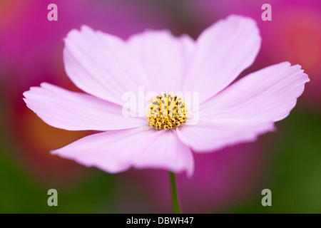 Nahaufnahme von rosa Cosmos Blume mit bunten Hintergrund. Stockfoto