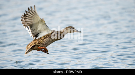 Stockente Enten fliegen über Wasser Stockfoto