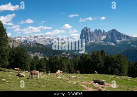 Kühe Auf Weide Vor Langkofel Und Sella - Kühe auf der Wiese mit Langkofel und sella Stockfoto