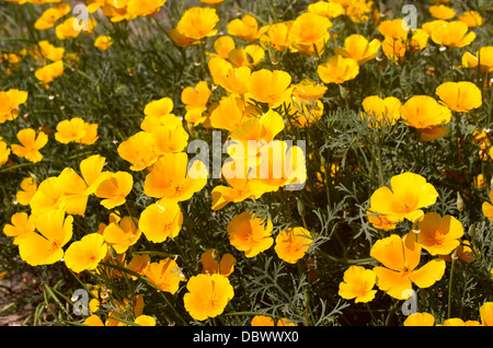 hell blühenden eshsholtsiya Stockfoto