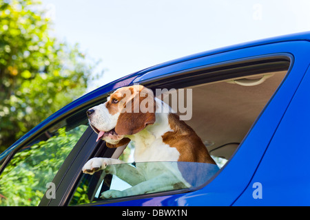 Die süße Beagle reist in das blaue Auto. Stockfoto