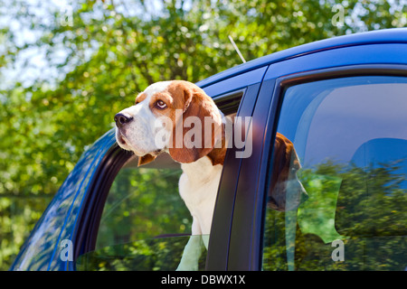 Die süße Beagle reist in das blaue Auto. Stockfoto