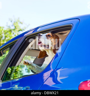 Die süße Beagle reist in das blaue Auto. Stockfoto