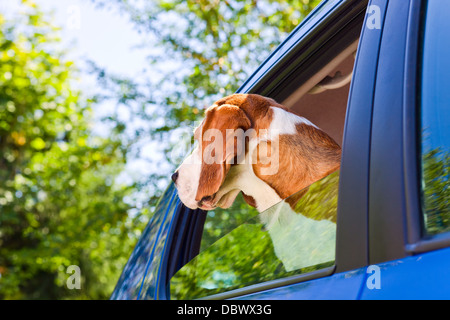 Die süße Beagle reist in das blaue Auto. Stockfoto