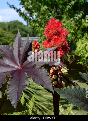 Rizinus Pflanze "Ricinus Communis" Stockfoto