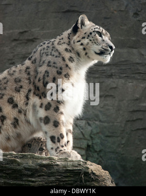 Snow Leopard-Mutter mit Jungtier spähte durch ihre Beine Stockfoto