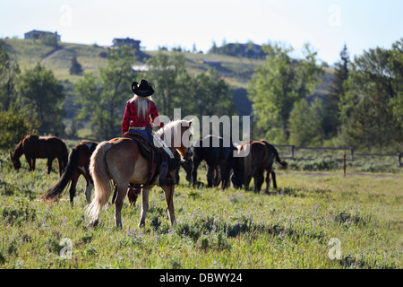 hübsches Cowgirl auf dem Pferderücken in Montana Ranch reiten Herde auf Pferden Stockfoto