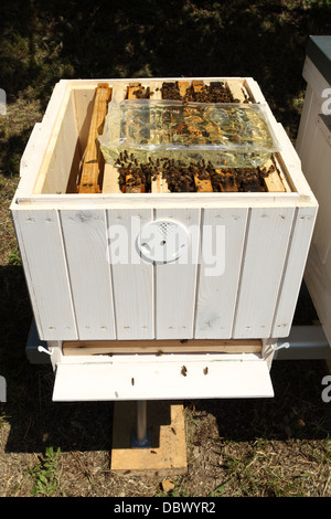 Fütterung der Europäischen Honig Biene (Apis Mellifera) Kolonien mit invertierten Zuckersirup. Stockfoto